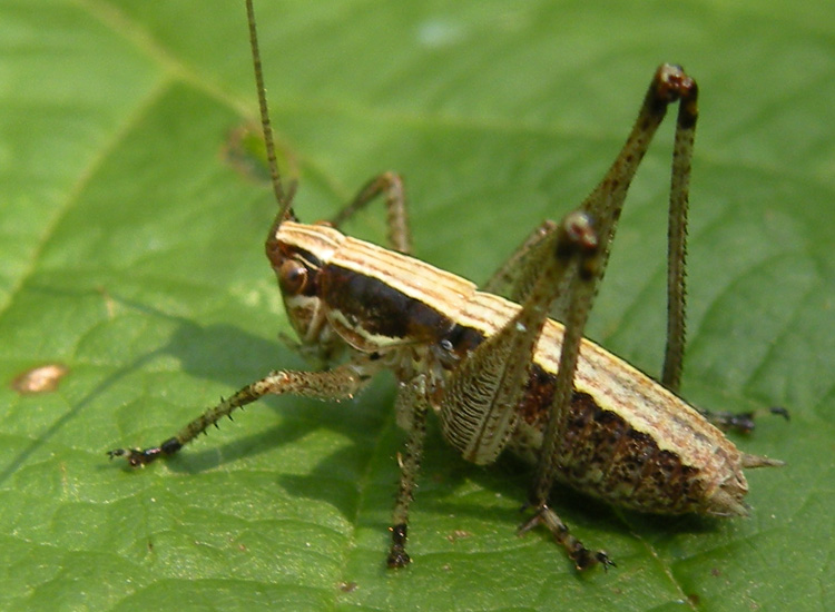 Pholidoptera griseoaptera e Yersinella raymondi